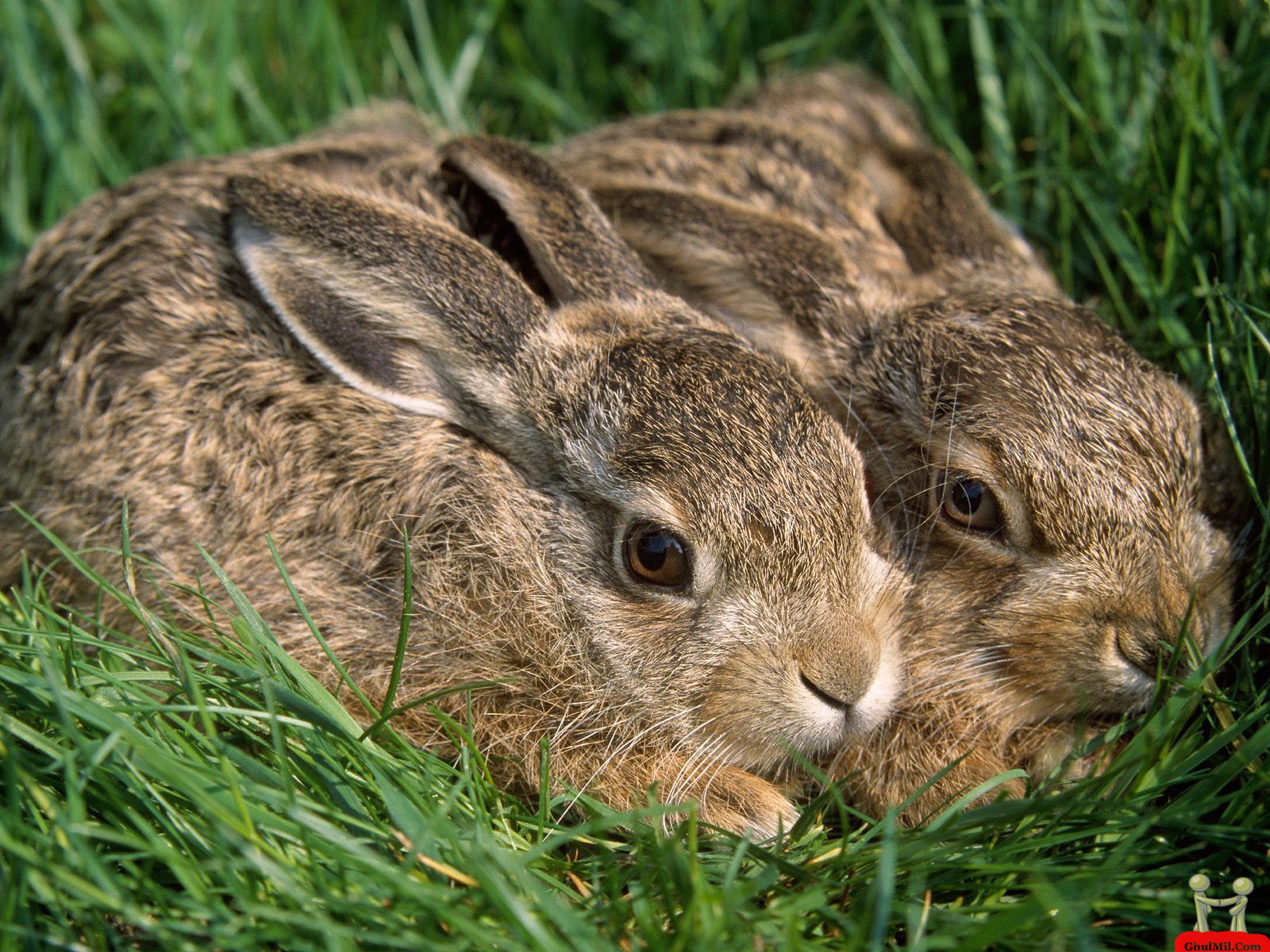 The Story of Rabbits… and the Fibonacci Sequence | www.annmccallumbooks.com