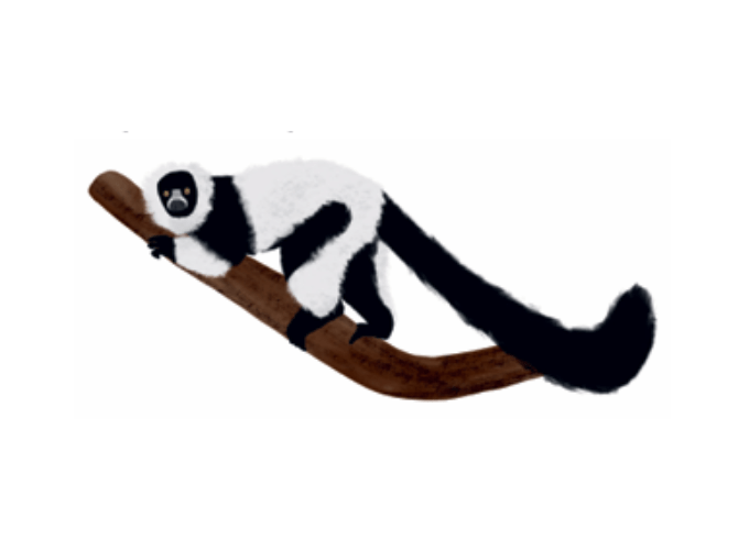 Lemur